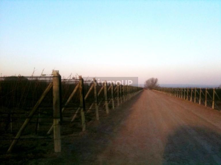 Finca en Venta en Lujan de Cuyo, Mendoza