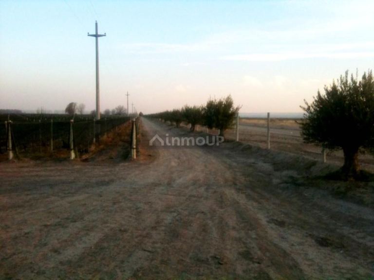 Finca en Venta en Lujan de Cuyo, Mendoza