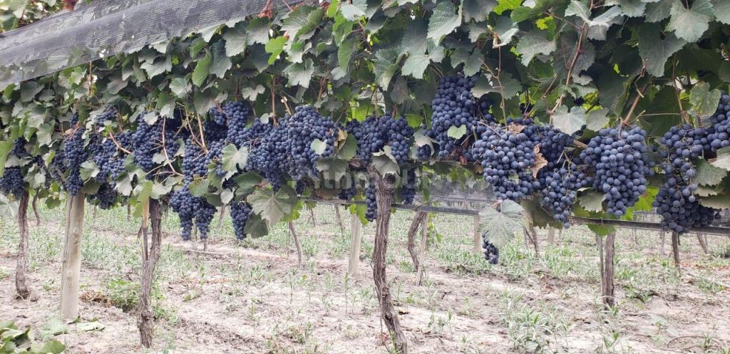 Finca en Venta en Lujan de Cuyo, Mendoza