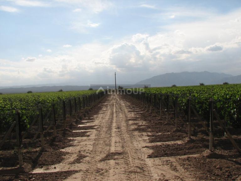 Finca en Venta en Lujan de Cuyo, Mendoza