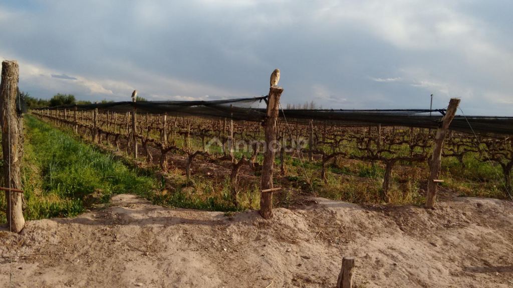 Bodega en Venta en Maipu, Mendoza