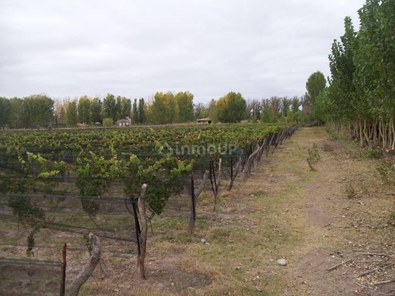 Finca en Venta en San Rafael, Mendoza