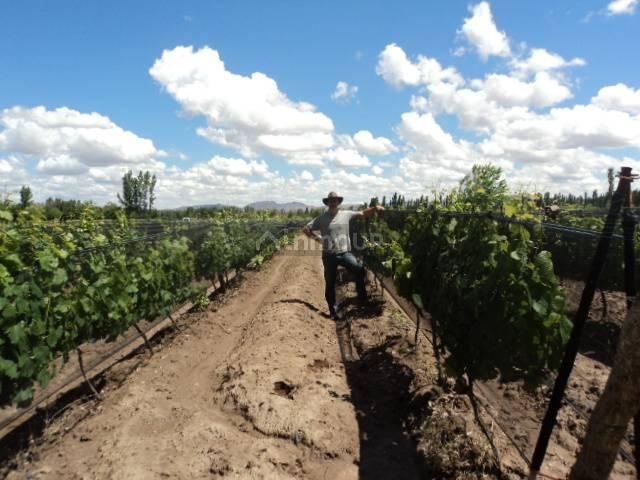 Finca en Venta en San Rafael, Mendoza