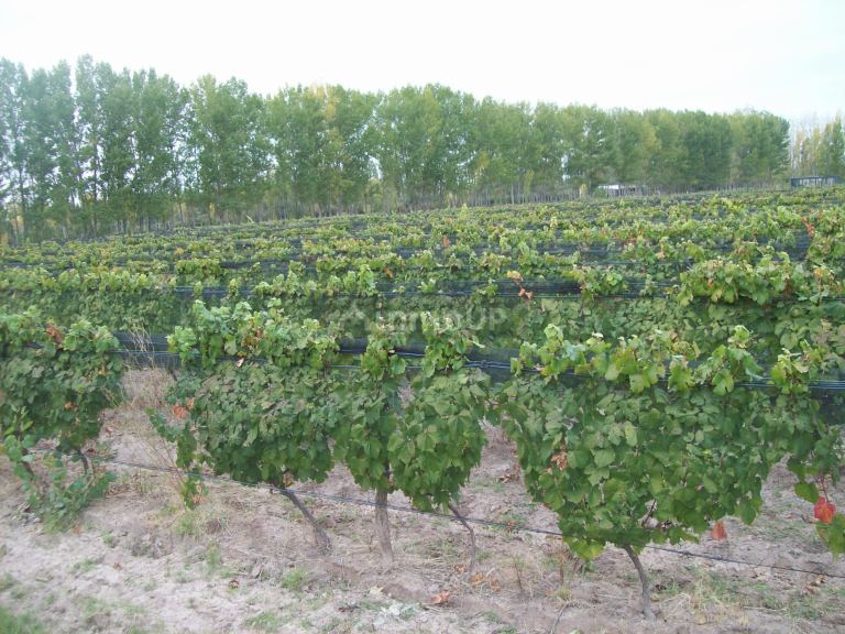 Finca en Venta en San Rafael, Mendoza