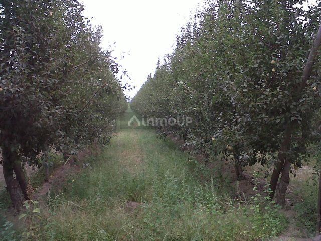 Finca en Venta en Tunuyan, Mendoza