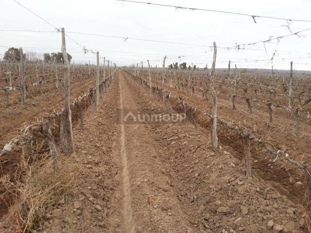 Finca en Venta en Lujan de Cuyo, Mendoza