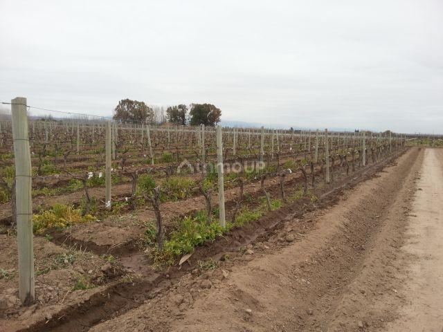 Finca en Venta en Lujan de Cuyo, Mendoza