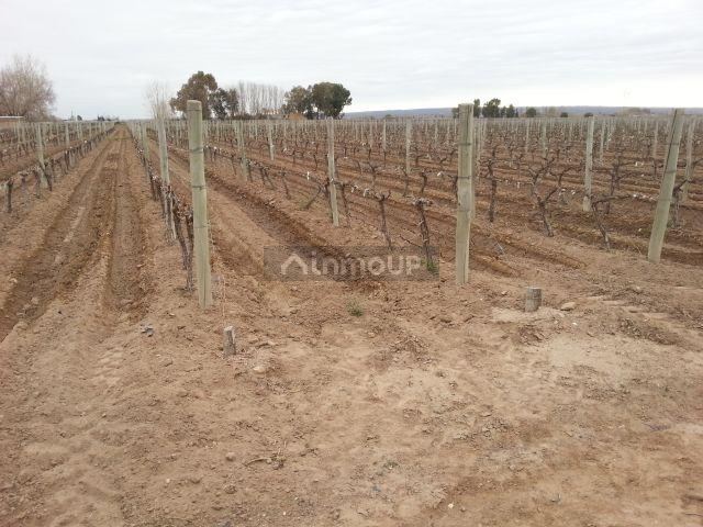 Finca en Venta en Lujan de Cuyo, Mendoza