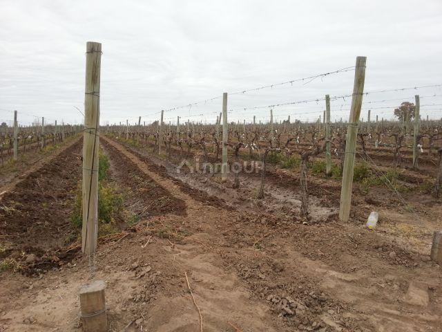 Finca en Venta en Lujan de Cuyo, Mendoza