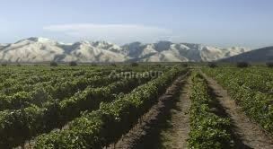 Finca en Venta en Lujan de Cuyo, Mendoza