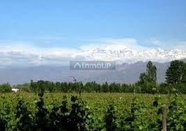 Finca en Venta en Lujan de Cuyo, Mendoza