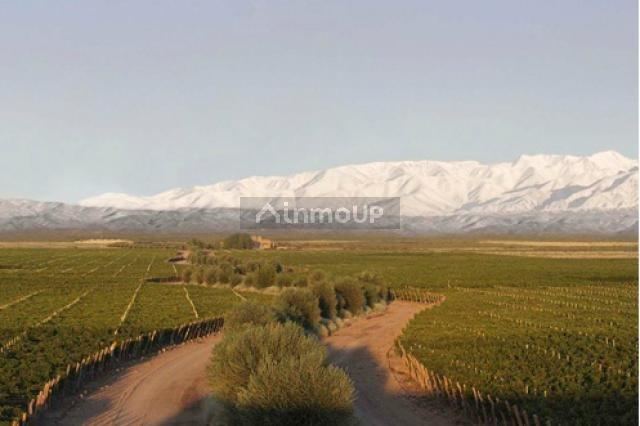Finca en Venta en Lujan de Cuyo, Mendoza