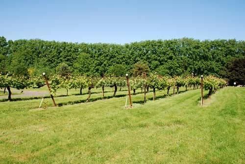 Finca en Venta en Lujan de Cuyo, Mendoza