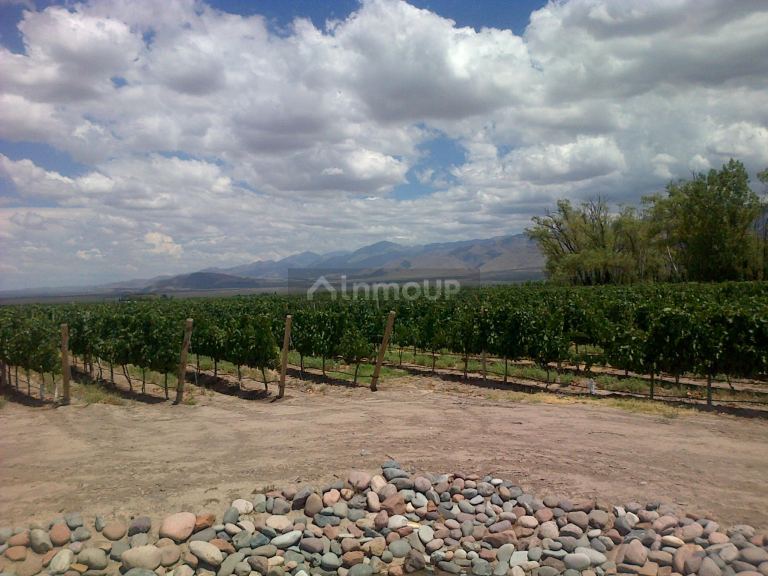 Finca en Venta en San Carlos, Mendoza