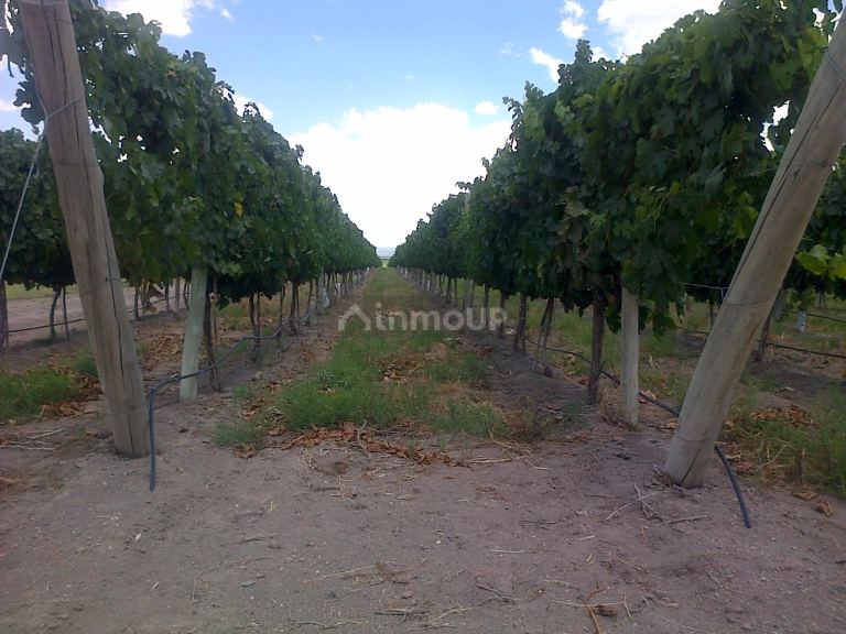 Finca en Venta en San Carlos, Mendoza