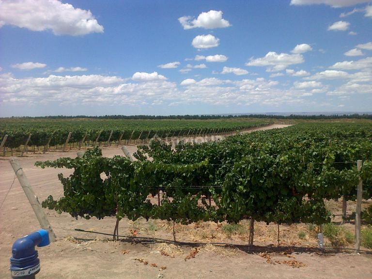Finca en Venta en San Carlos, Mendoza