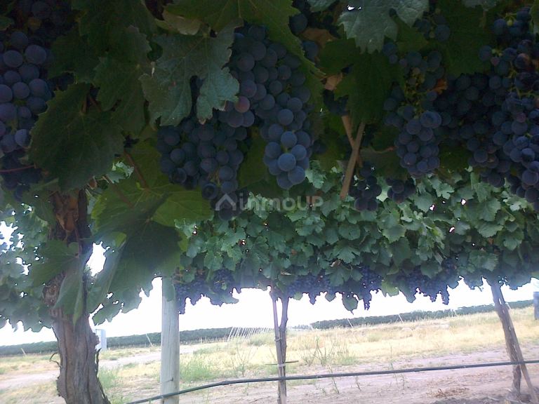 Finca en Venta en San Carlos, Mendoza