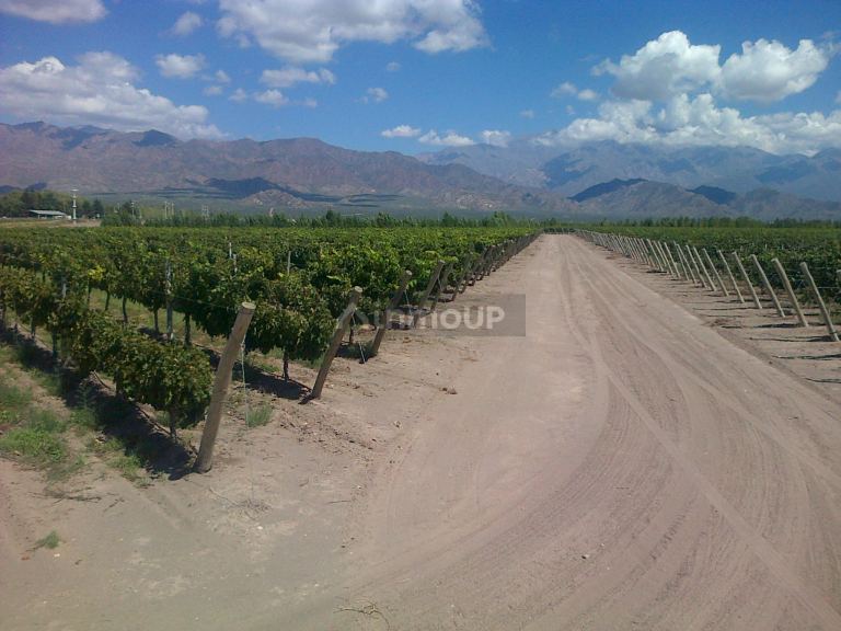 Finca en Venta en San Carlos, Mendoza