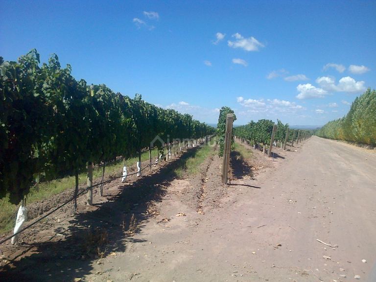 Finca en Venta en San Carlos, Mendoza