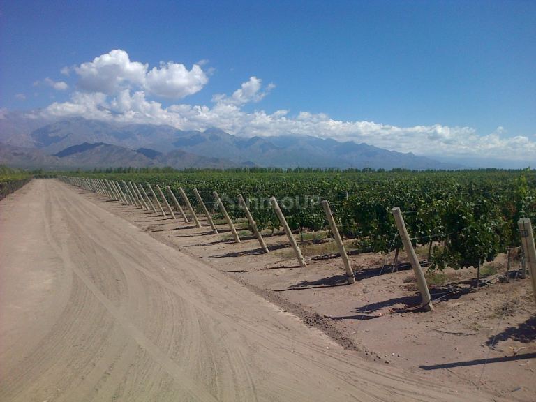 Finca en Venta en San Carlos, Mendoza