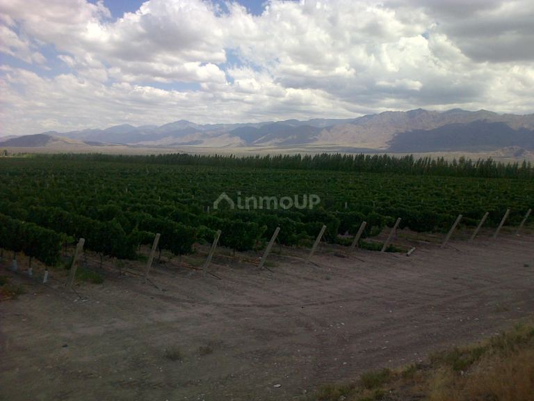 Finca en Venta en San Carlos, Mendoza