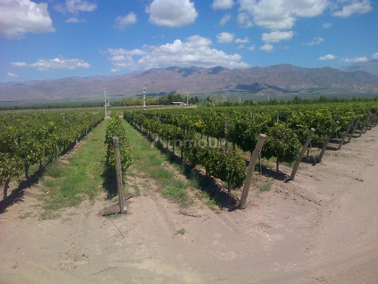 Finca en Venta en San Carlos, Mendoza