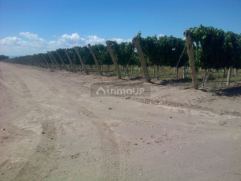 Finca en Venta en San Carlos, Mendoza