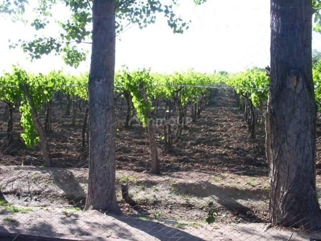 Bodega en Venta en San Martin, Mendoza