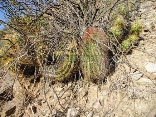 Campo en Venta en San Rafael, Mendoza