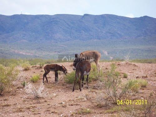 Campo en Venta en San Rafael, Mendoza