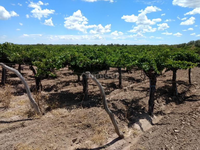 Finca en Venta en Santa Rosa, Mendoza