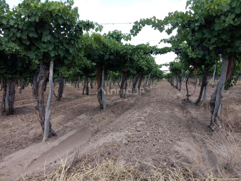 Finca en Venta en Santa Rosa, Mendoza