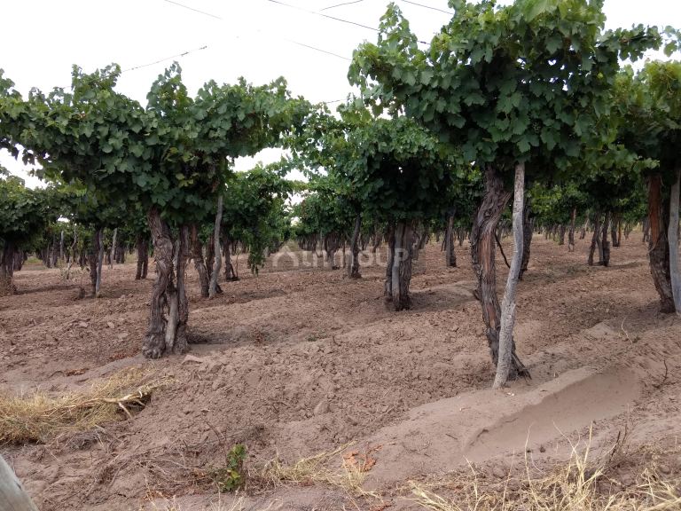Finca en Venta en Santa Rosa, Mendoza