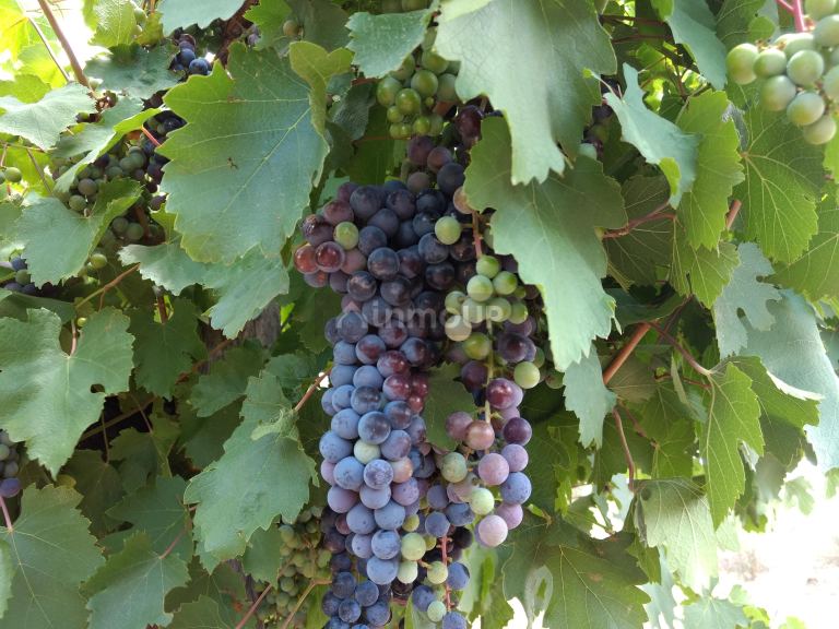 Finca en Venta en Santa Rosa, Mendoza
