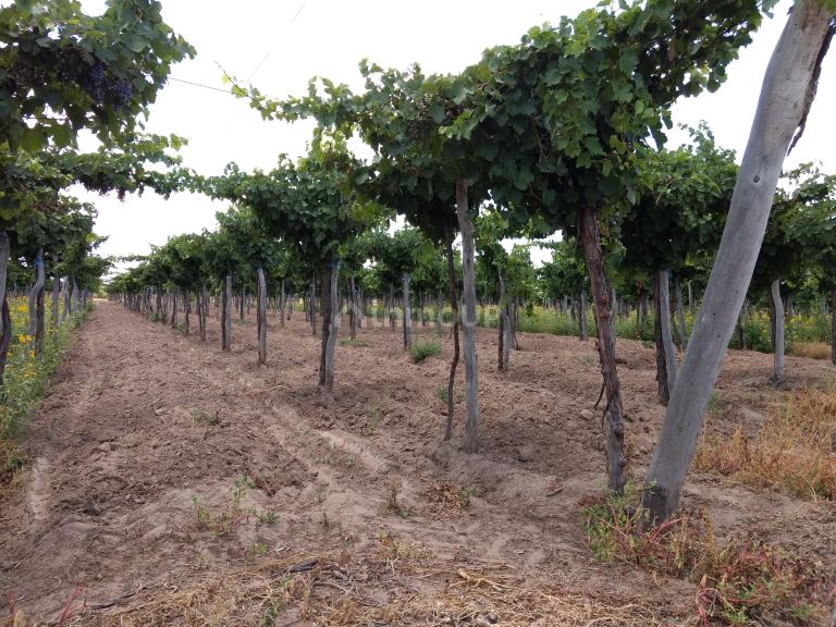 Finca en Venta en Santa Rosa, Mendoza