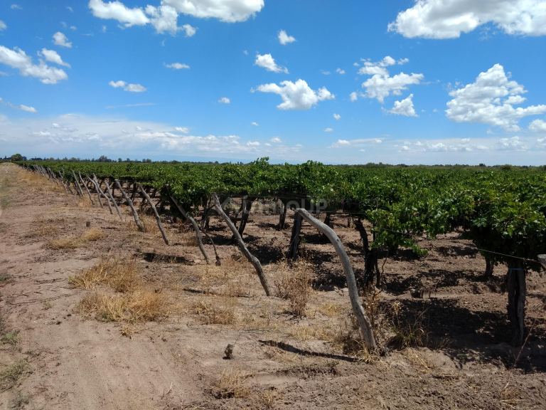 Finca en Venta en Santa Rosa, Mendoza