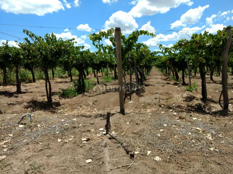 Finca en Venta en Santa Rosa, Mendoza