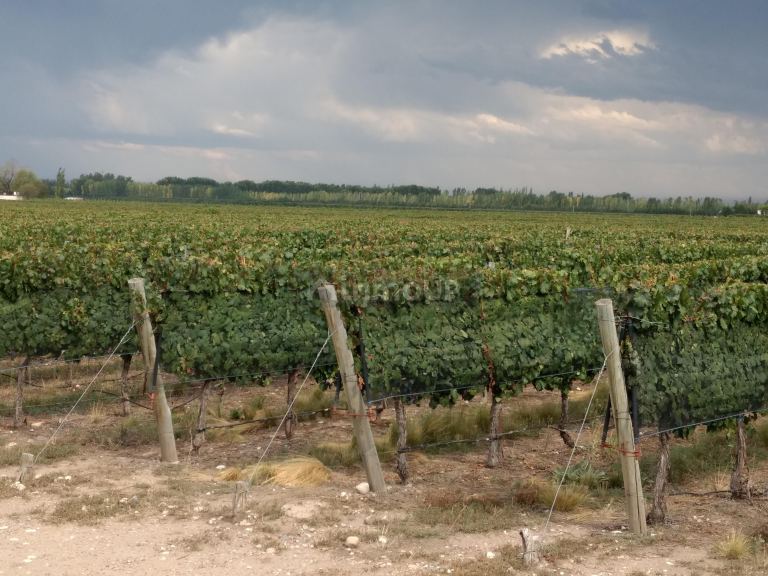 Finca en Venta en Tunuyan, Mendoza