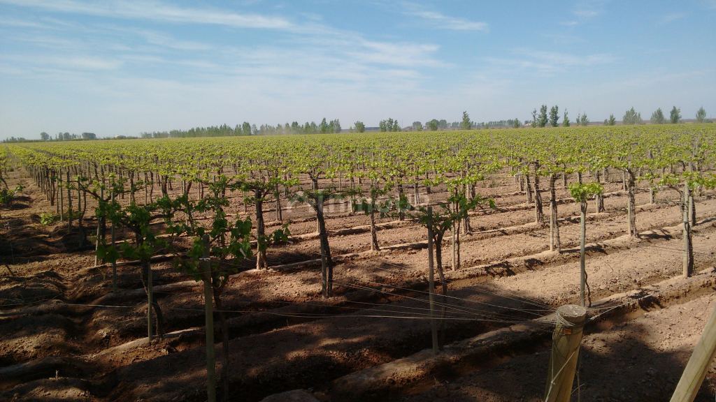Finca en Venta en Maipu, Mendoza