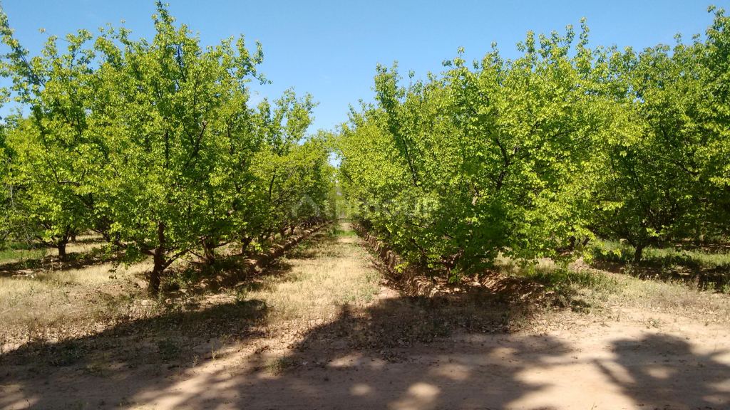 Finca en Venta en Maipu, Mendoza