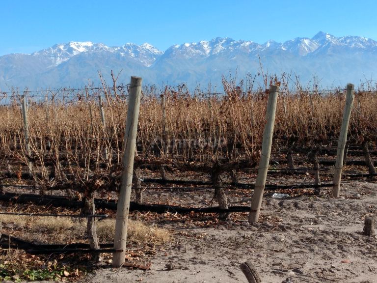 Finca en Venta en Tunuyan, Mendoza