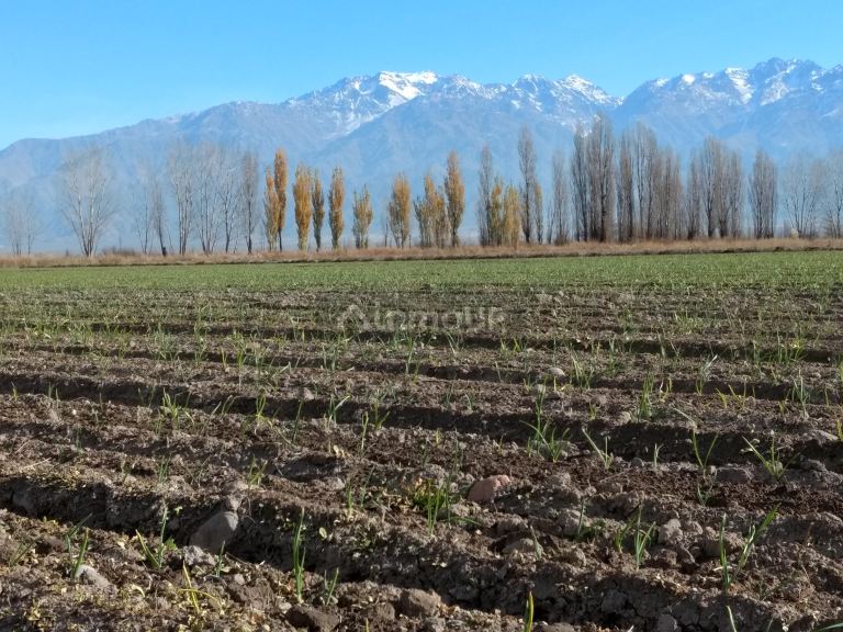Finca en Venta en Tunuyan, Mendoza