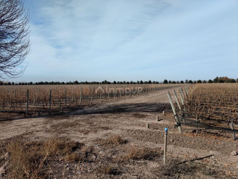 Finca en Venta en Tunuyan, Mendoza