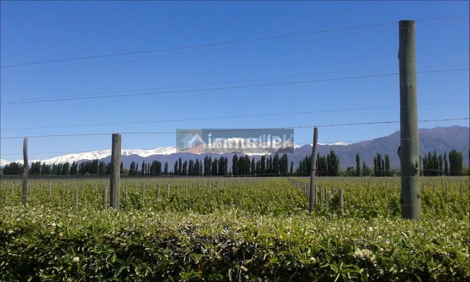 Lote en Venta en Vistalba, Mendoza
