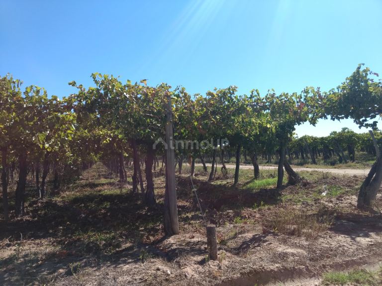 Finca en Venta en Lavalle, Mendoza
