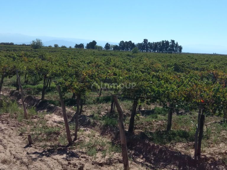 Finca en Venta en Lavalle, Mendoza