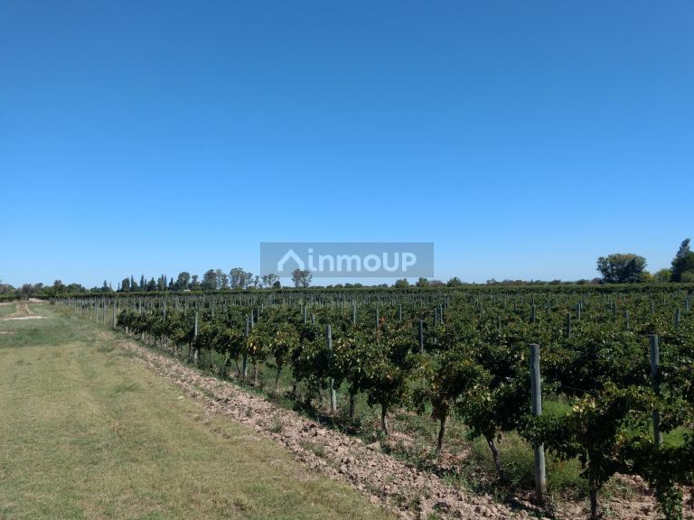 Finca en Venta en Lavalle, Mendoza