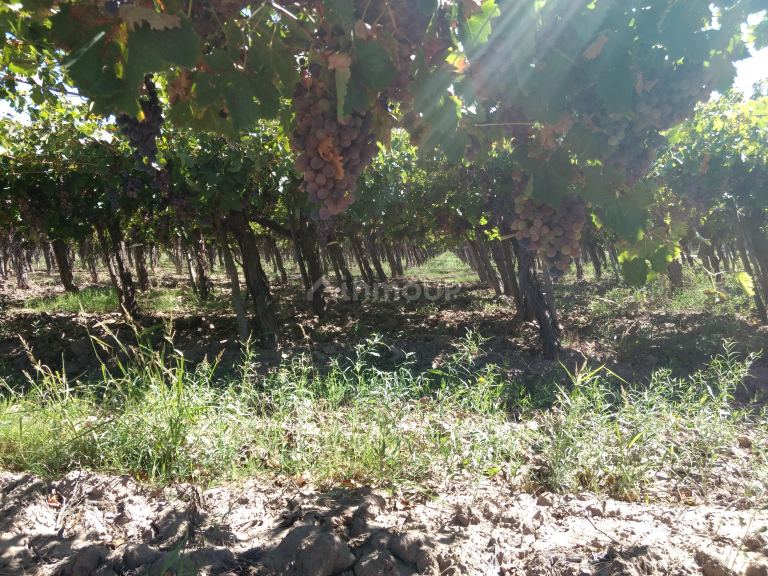 Finca en Venta en Lavalle, Mendoza