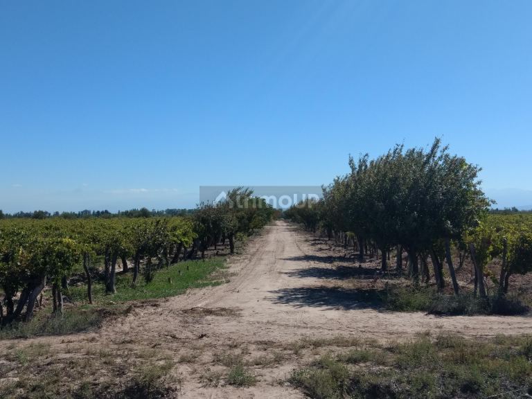 Finca en Venta en Lavalle, Mendoza