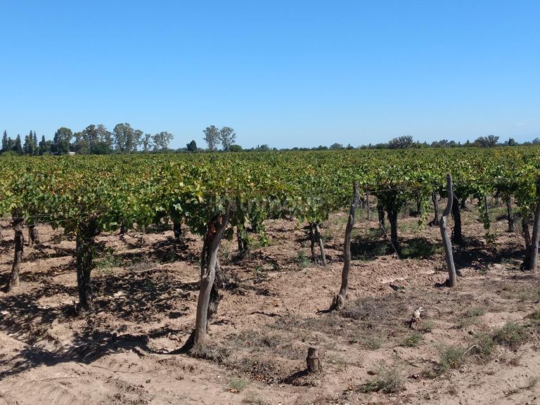 Finca en Venta en Lavalle, Mendoza